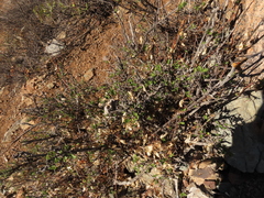 Bridgesia incisifolia