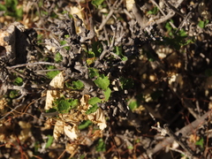 Bridgesia incisifolia