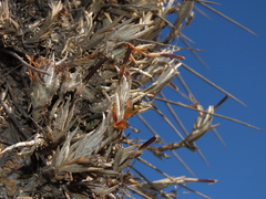 Tillandsia virescens