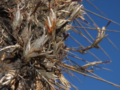 Tillandsia virescens