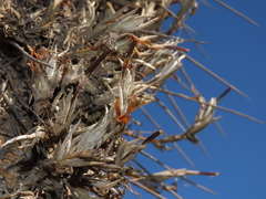 Tillandsia virescens