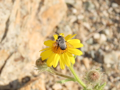 Megachile saulcyi