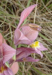 Gladiolus virescens