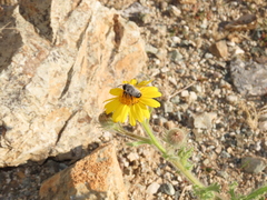 Megachile saulcyi
