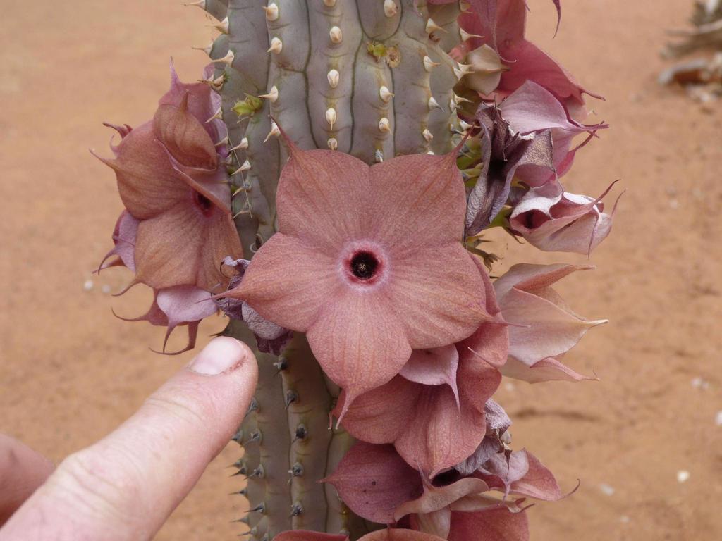 Ceropegieae