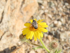 Megachile saulcyi