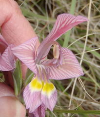 Gladiolus virescens