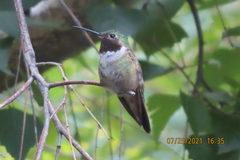 Selasphorus platycercus