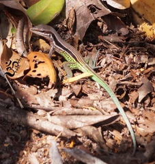 Glaucomastix abaetensis