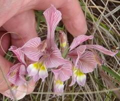 Gladiolus virescens