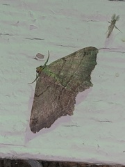 Macaria multilineata