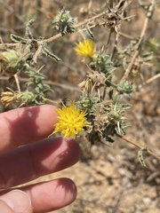 Centaurea procurrens