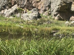Ligusticum porteri