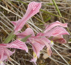 Gladiolus virescens