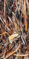 Malleus meridianus