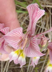 Gladiolus virescens