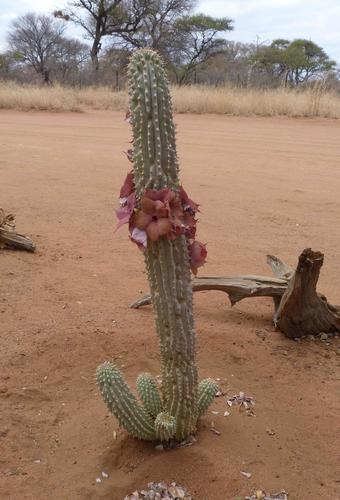 Hoodia lugardii N.E.Br. 2