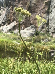 Ligusticum porteri