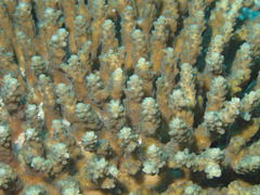 Acropora valida