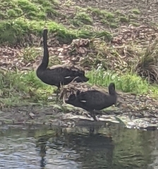 Cygnus atratus