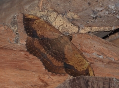 Feigeria vultura