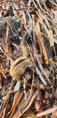 Malleus meridianus