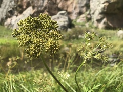 Ligusticum porteri