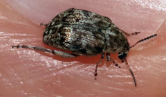 Algarobius