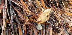 Malleus meridianus