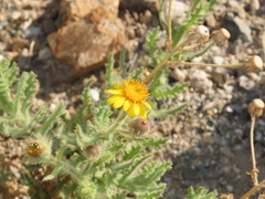 Senecio adenotrichius