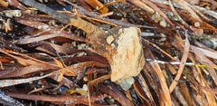 Malleus meridianus