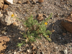 Senecio adenotrichius