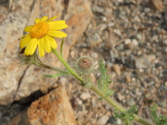Senecio adenotrichius