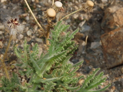 Senecio adenotrichius