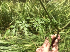 Ligusticum porteri