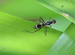 Metopochetus aequalis