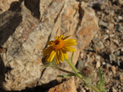 Senecio adenotrichius