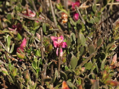 Krameria cistoidea
