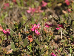 Krameria cistoidea