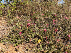 Krameria cistoidea