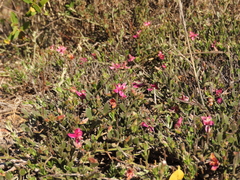 Krameria cistoidea
