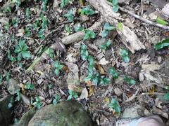 Gomphandra australiana