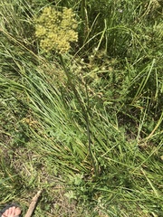 Ligusticum porteri