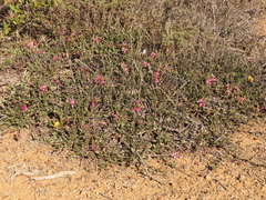 Krameria cistoidea