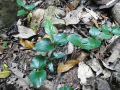 Gomphandra australiana