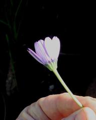 Dimorphotheca jucunda