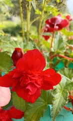 Begonia × tuberhybrida