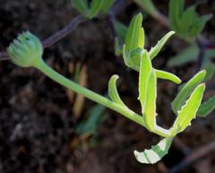Dimorphotheca jucunda