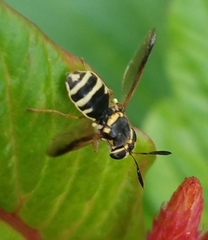 Hoplitimyia constans