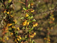 Berberis glomerata